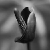Floral_study_8