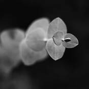 Floral_study_9