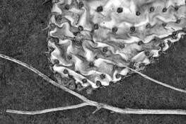 Cactus_and_stick