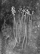 Dried_flowers