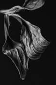 Peony_leaf_2