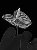 Anthurium