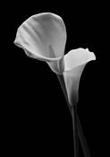 Calla_lily_no__2