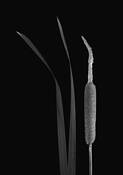 Cattail
