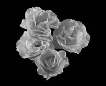 Four_roses
