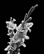 Gladiola