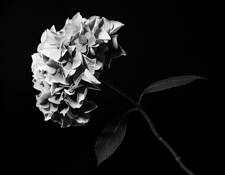 Hydrangea