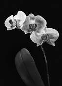 Orchids