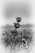 Withered_lake_flower