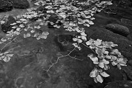 Leaves_over_water