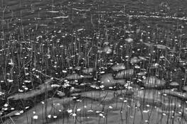 Pond_wake