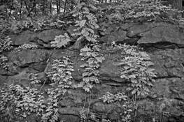 Rock_life