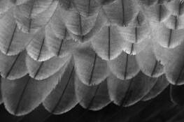Eagle_feathers