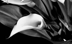 Calla_lily