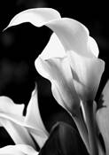 Calla_sisters