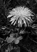 Dandy_lion