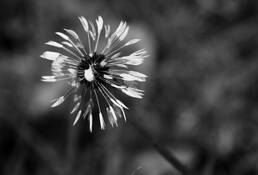 Losing_dandy