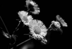 Weed_flowers