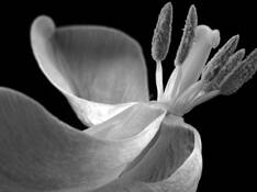 Tulip_1