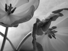 Tulip_10