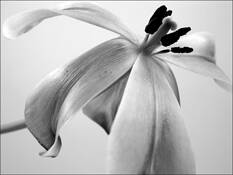 Tulip_2