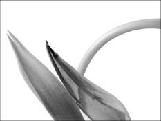 Tulip_3