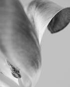 Tulip_4