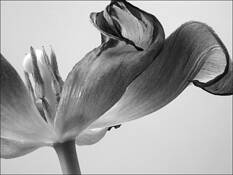 Tulip_5