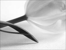 Tulip_6