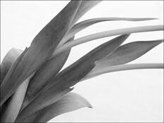 Tulip_7
