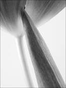 Tulip_9