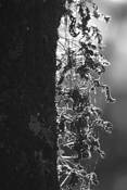 Clinging_to_life