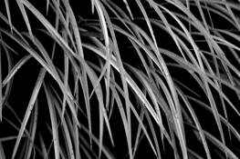 Urban_jungle