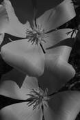 California_poppy