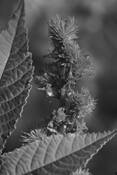 Castor_bean