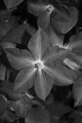 Clematis