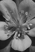 Columbine