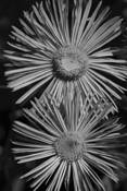 Fleabane