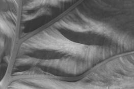 Veins
