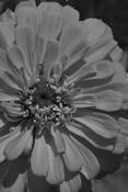 Zinnia