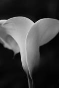 Calla_1