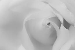 Rose_1