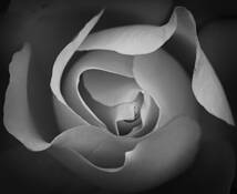 Rose_2