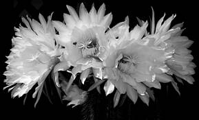 Cactus_blossoms