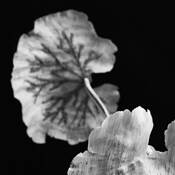 Mushroom_plant