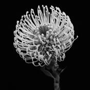 Protea