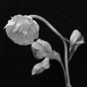 Rinicula