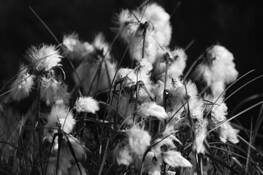 Cotton_balls
