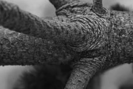 Elephant_tree