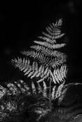Living_fossil